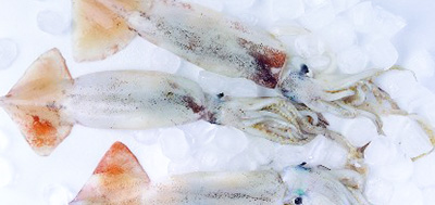 秘魯魷魚(yú)