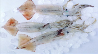 秘魯魷魚(yú)除酸劑復(fù)配水分保持劑S109產(chǎn)品簡(jiǎn)介
