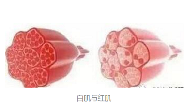 青島特斯特—食品加工配料解決方案提供者，不一樣的體驗(yàn)