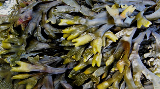 海藻類食用膠品類介紹